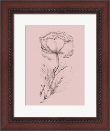 Framed Blush Pink Flower Illustration II Print