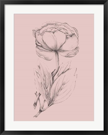 Framed Blush Pink Flower Illustration II Print