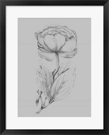 Framed Flower Illustration I Print