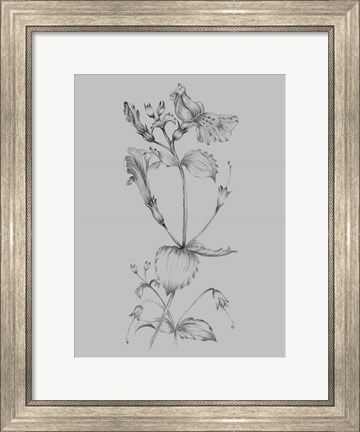 Framed Grey Flower Sketch I Print
