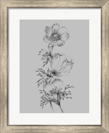 Framed Grey Flower Sketch II Print