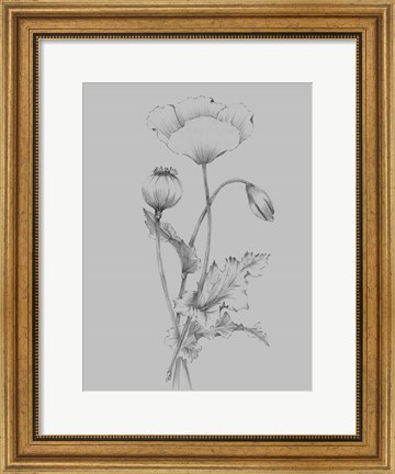 Framed Grey Flower Sketch III Print