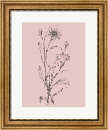 Framed Pink Flower Sketch Illustration III Print