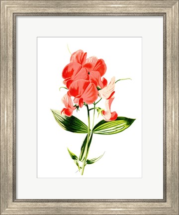 Framed Everlasting Pea Flower Print