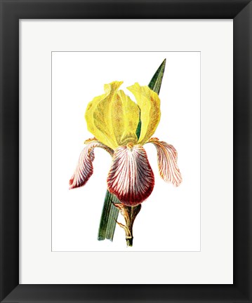 Framed Iris Flower Print
