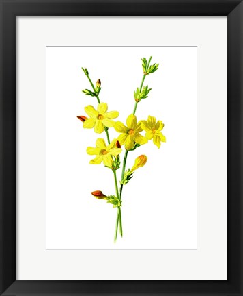 Framed Winter Jasmine Flower Print
