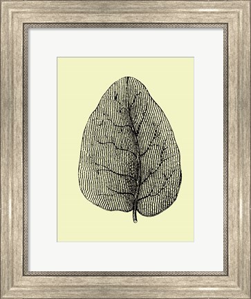 Framed Leaf Print