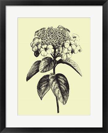 Framed Floating Flower II Print