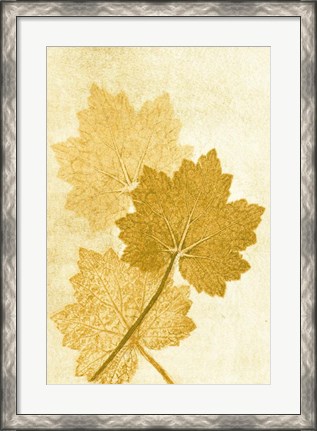 Framed Alumroo Amber Print