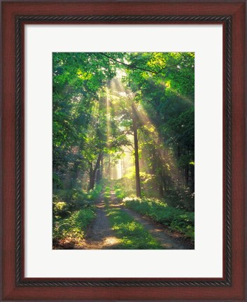 Framed Forest Sunshine Print