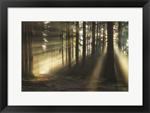 Framed Pathway to Sunlight Print