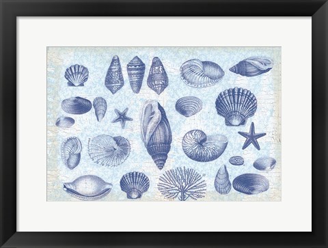 Framed Casual Coastal Shells Print
