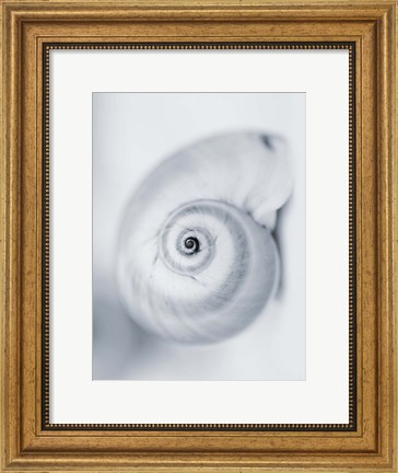Framed Moon Snail Print