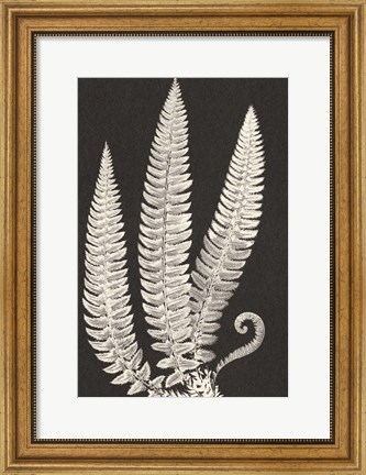 Framed Vintage Ferns Print