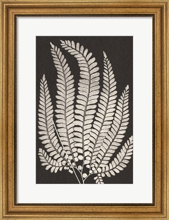 Framed Vintage Ferns II Print