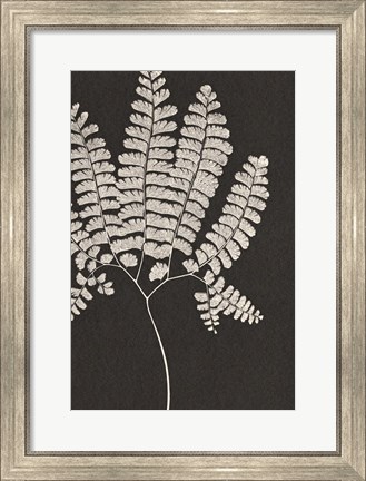 Framed Vintage Ferns IV Print