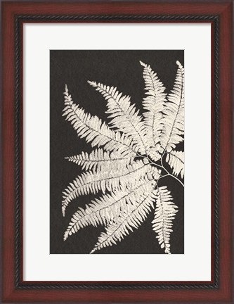 Framed Vintage Ferns V Print