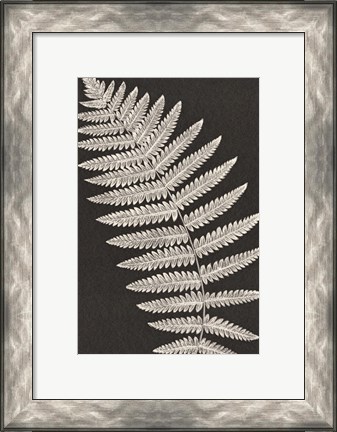 Framed Vintage Ferns VI Print