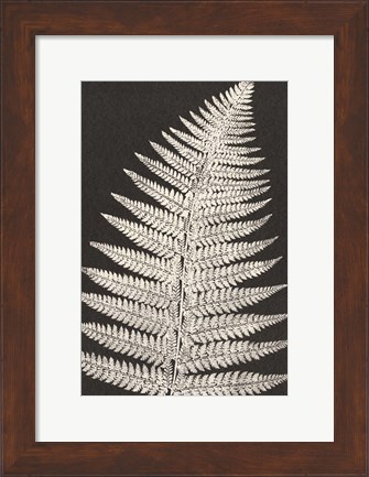 Framed Vintage Ferns VII Print