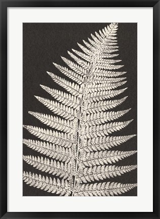 Framed Vintage Ferns VII Print