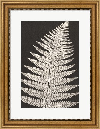 Framed Vintage Ferns VII Print