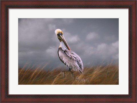 Framed Pelican Way Print