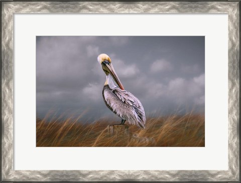 Framed Pelican Way Print