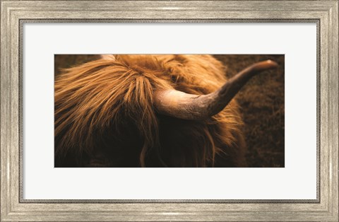 Framed Highland Horn III Print