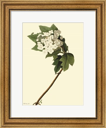Framed Vintage Flower Bloom Print
