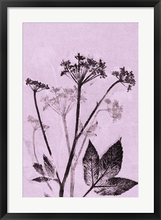Framed Ground Elder Violet Print