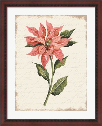 Framed Poinsettia Botanical II Print