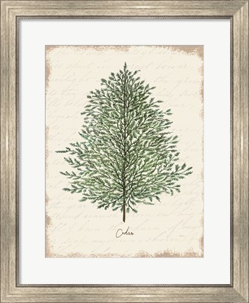 Framed Cedar Botanical Print