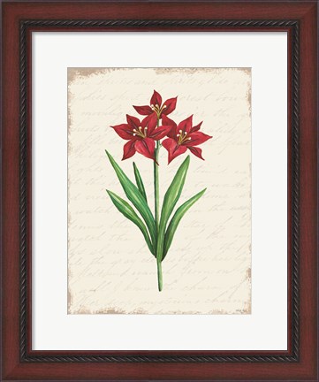 Framed Red Amaryllis Botanical II Print