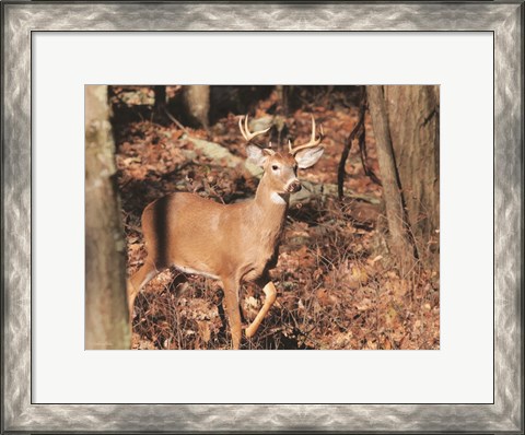 Framed Deer on Alert Print