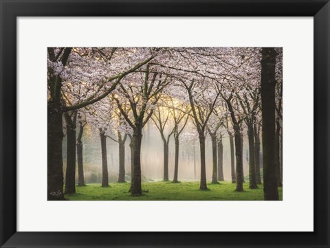 Framed Cherry Blossom Festival Print