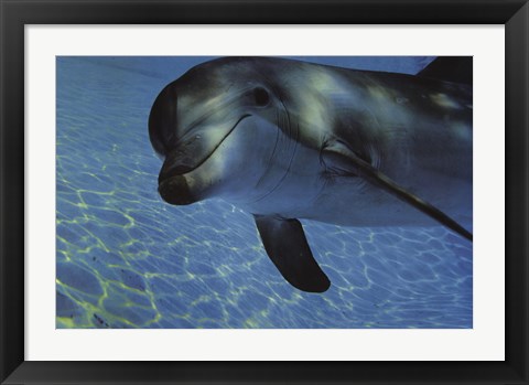 Framed Dolphin Underwater Print