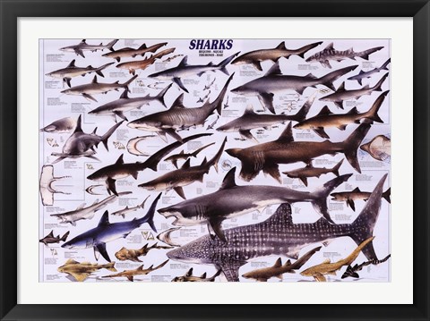Framed Sharks Print