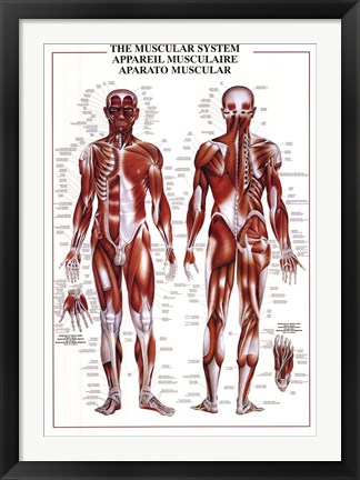 Framed Muscular System Print