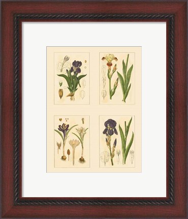 Framed Miniature Botanicals I Print