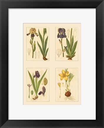 Framed Miniature Botanicals III Print