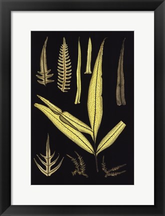 Framed Ferns on Black I Print