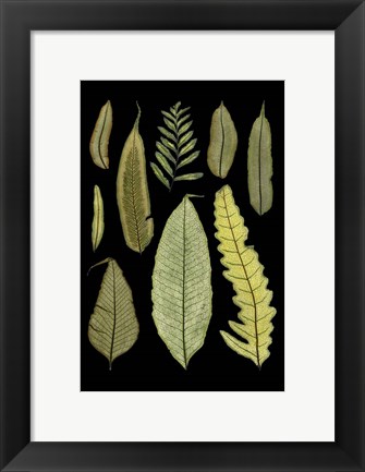 Framed Ferns on Black II Print
