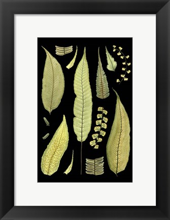 Framed Ferns on Black III Print