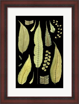 Framed Ferns on Black III Print