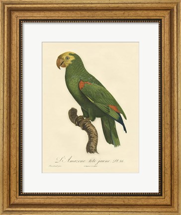Framed Parrot, PL 86 Print