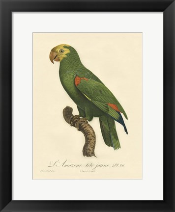 Framed Parrot, PL 86 Print