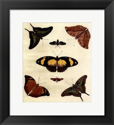 Framed Butterfly Melage IV Print