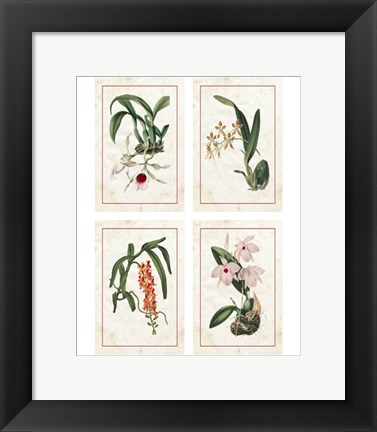 Framed Mini Orchids Print