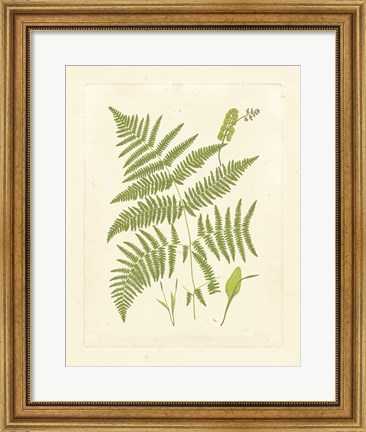 Framed Ferns with Platemark I Print