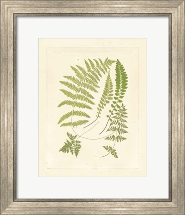 Framed Ferns with Platemark II Print
